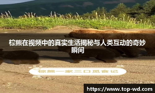 棕熊在视频中的真实生活揭秘与人类互动的奇妙瞬间